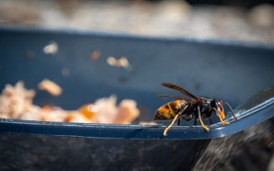 Lancement de la lutte contre le frelon asiatique en Bretagne