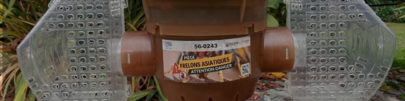 Frelon asiatique : Démarrage du piégeage des fondatrices !