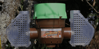 Pièges à frelon asiatique : bien les choisir