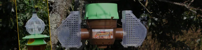 Pièges à frelon asiatique : bien les choisir