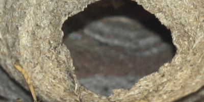 Lancement de la période de destruction des nids de frelons asiatiques