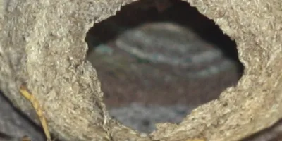 Lancement de la période de destruction des nids de frelons asiatiques